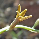 Image result for Dipcadi marlothii