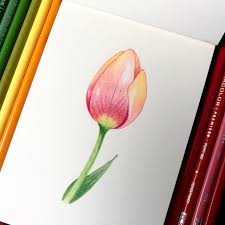Tulipe Aux Crayons De Couleur Dessin Carnet Sketchbook Sketchbookdrawings Crayondecouleur Prismacolor Dessin Crayon De Couleur Dessin Dessin Fleur