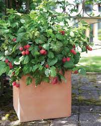 9 Gardening Trends That Are Going To Take Over Flower Beds In 2017 Raspberry Plants Growing Raspberries Berry Plants