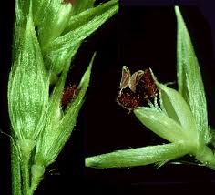 Image result for Eriochloa