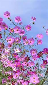 Kosmos Fallen Kirschkosmos Today Pin Cosmos Flowers Flower Pictures Beautiful Flowers