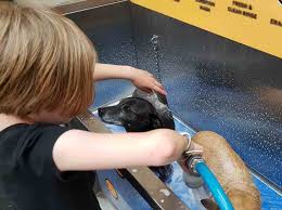 Check spelling or type a new query. How Often Should You Wash A Chihuahua Caring For All Pets