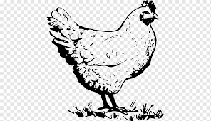 Selain materi gambar untuk mewarnai diatas admin blog mewarnai gambar sambil belajar juga telah menyediakan ayam betina boiler belajar menggambar dan mewarnai untuk anak. Ayam Goreng Buku Mewarnai Telur Ayam Goreng Ayam Hewan Galliformes Ayam Png Pngwing