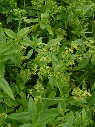 Image result for Triainolepis sancta