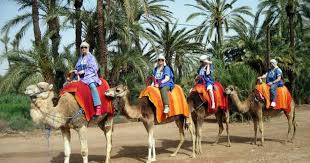 We will work alongside you to create the perfect experience for you or your my husband and i were hesitant about the long hours in the car each day initially but after reading the reviews decided to book. Camel Ride Marrakech Best Sunset Marrakech Camel Ride Palmeraie