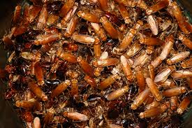 Get info on bug me not!. Residential Commercial Pest Control Company Carrollton Tx