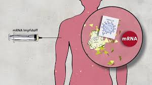 Macht unfruchtbar und verändert die dna? Wie Wird Ein Impfstoff Gegen Covid 19 Entwickelt Br24