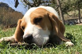 Entzückende kleine süßigkeitentasche, ideal für alle arten von aktivitäten mit ihrem hund oder pferd. Warum Empfehlen Wir Neue Sussigkeiten Fur Natureca Hunde Es Wird Die Gesundheit Ihres Hundes Unterstutzen Elektro Halsbander De