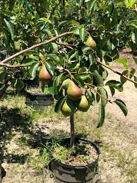 Ty ty nursery offers a wide selection of fruit bearing trees including hardy varieties like apricot, peach, & plum. Fruit Bearing Trees In Williamstown Nj Apple Pear Trees
