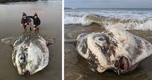 Il porte le nom de requin mais comme la plupart des requins, il est inoffensif, seule sa queue imposante peut faire mal à un plongeur. En Australie L Un Des Plus Gros Poissons Du Monde A Ete Retrouve Echoue Sur Une Plage Video Dailymotion