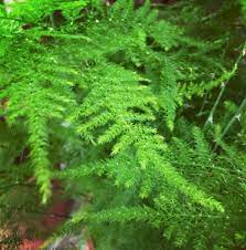Asparagus Setaceus Fern Asparagus Asparagus Fern Planting Flowers Plants