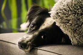 Get your sofa in a box with fast & free delivery. Hund Auf Sofa Foto Bild Tiere Haustiere Hunde Bilder Auf Fotocommunity
