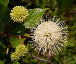 Image result for Cephalanthus