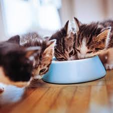 Die katzen legen das babyverhalten ab und beginnen rational zu denken. Das Richtige Futter Fur Kitten Leonardo