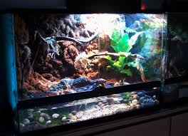 Paludarium Build Dendroboard Reptile Terrarium Building Critter