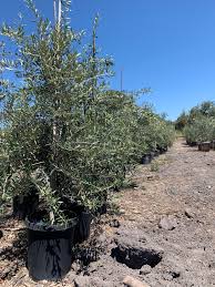 Look around fresno or any central valley city and you'll find beautiful japanese maples. Our Olive Trees For Sale Olives Unlimited