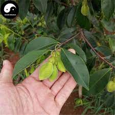 Agarwood is the fragrant pitch imbued wood got from the injured trees of aquilaria species. 100pc Chinese Agarwood Eaglewood Gaharu Seed For Plant Other Seeds Bulbs Plants Seeds Bulbs