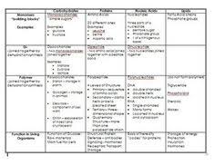 organic macromolecules worksheet worksheet fun and printable