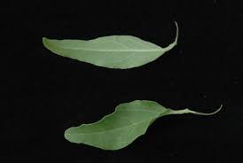 Image result for Jasminum stenolobum