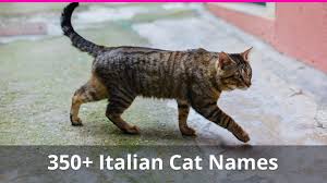 Evil in the austin powers film franchise, then you likely remember mr while we like to think that your own male cat isn't quote so sinister, mr. 350 Italian Cat Names With Meanings For Male And Female Kitties