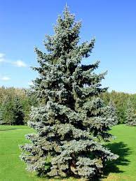 Booking.com has been visited by 1m+ users in the past month Blue Spruce Colorado Spruce Tree Seedlings For Sale Treetime Ca