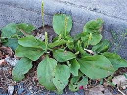 Image result for Plantaginaceae