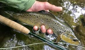 voices from the river penns creek gets even better trout