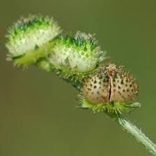 Image result for Caperonia fistulosa