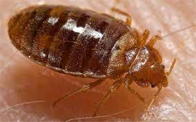 Eastern new york commercial horticulture program. Bed Bugs