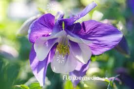 Image result for Aquilegia flabellata ministar