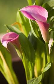 Calla Zimmercalla Zantedeschia Pflege Und Uberwintern Gartendialog De Calla Pflanze Pflanzen Calla
