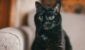 There is just so much more to go through. Fluffy Black Cat Breeds 13 Beautiful Ebony Felines