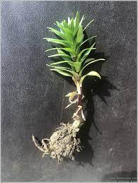The mature flower head of a yellow dock plant looks like coffee grounds after its blooms have dried and assumed a brown color. Lilium Asiatic Lily Plant Identification Gardening For Beginners