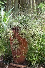Naval base simon's town is the south african navy's largest naval base, situated at simon's town, near cape town. Chlorophytum Comosum Vitatum Variegated Hen And Chickens Hen Met Kuikens Iphamba Ujejane