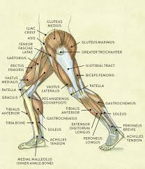 There are four muscles in the anterior compartment of the leg. Muscles Of The Leg And Foot Classic Human Anatomy In Motion The Artist S Guide To The Dynamics Of Figure Drawing 2015