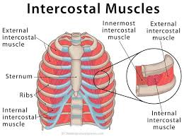Intercostal Muscles Definition Location Anatomy Functions Muscle Muscular System Anatomy Muscle Anatomy