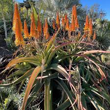 Image result for Aloe pienaarii