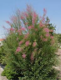 Image result for tamarix ramosissima pink cascade