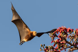 Submitted 6 years ago by remotectrl. Endangered Bats Are Being Killed By The Thousands Here S Why