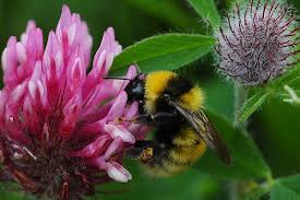 Image result for Bombus distinguendus