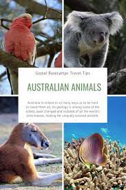 Australian Animals Australia Animals Australian Animals Animals