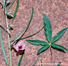 Image result for Sesamum alatum