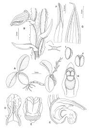Image result for Bulbophyllum oreonastes