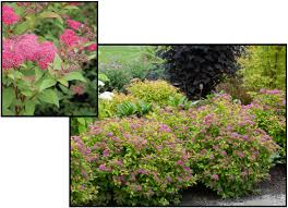 Image result for Spiraea bumalda