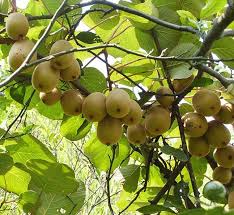 The first kiwi fruits appear after several years, usually at least 4 to 5 years. Kiwi Fruit Garden Healthiest Friut Plant To Grow At Home