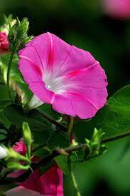 Pin On Plantas Ornamentales Trepadoras