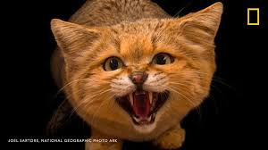 Photodujour Un Chat Des Sables Felis Nat Geo Wild France Facebook Le chat des sables est l'une des seules espèces de félins que l'on trouve principalement dans le vrai désert. facebook