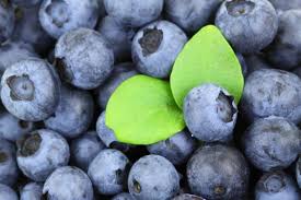 Blueberries Planting Growing And Harvesting Blueberries