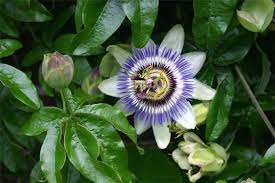 Factsheet Passiflora Caerulea Blue Passionflower