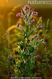 Image result for Epilobium hirsutum